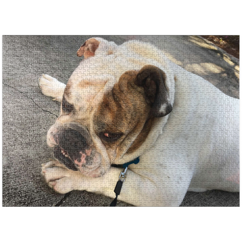 puzzleplate Animal Photography: Buddy the Bulldog Thinking 1000 Jigsaw Puzzle