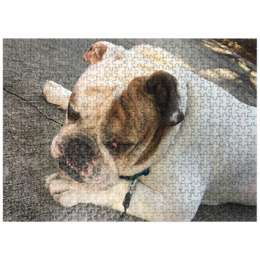 puzzleplate Animal Photography: Buddy the Bulldog Thinking 500 Jigsaw Puzzle