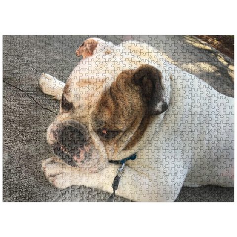 puzzleplate Animal Photography: Buddy the Bulldog Thinking 500 Jigsaw Puzzle