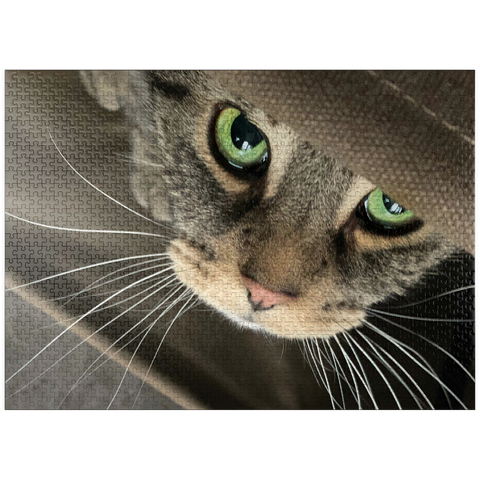 puzzleplate Animal Photography: Cat Green-Eyed Charmer 1000 Jigsaw Puzzle