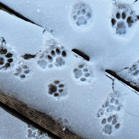 Animal Photography: Cat Purrprints In The Snow 1000 Jigsaw Puzzle 3D Modell