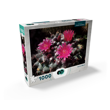 Flowers & Plants Photography: Cactus_Bloom 1000 Jigsaw Puzzle box view2