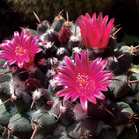 Flowers & Plants Photography: Cactus_Bloom 1000 Jigsaw Puzzle 3D Modell