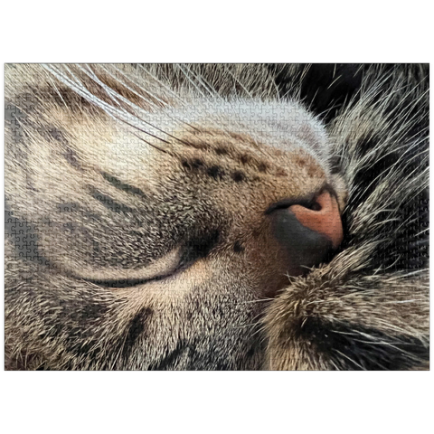 puzzleplate Animal Photography: Cat Whisker Cuddles 1000 Jigsaw Puzzle