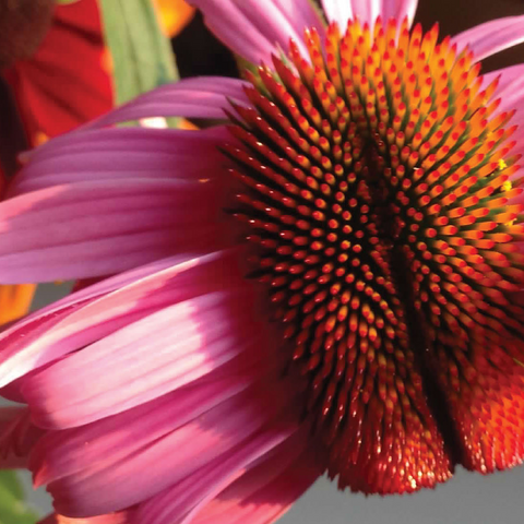 Flowers & Plants Photography: Crazy Coneflower 1000 Jigsaw Puzzle 3D Modell