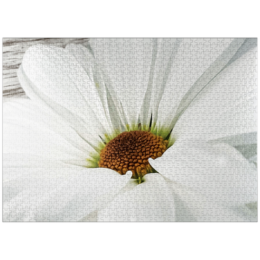 puzzleplate Flowers & Plants Photography: Daisy In Bloom 1000 Jigsaw Puzzle