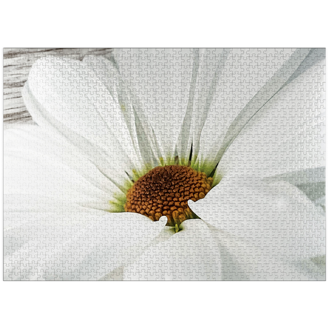 puzzleplate Flowers & Plants Photography: Daisy In Bloom 1000 Jigsaw Puzzle