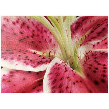 puzzleplate Flowers & Plants Photography: Lily In Bloom 1000 Jigsaw Puzzle