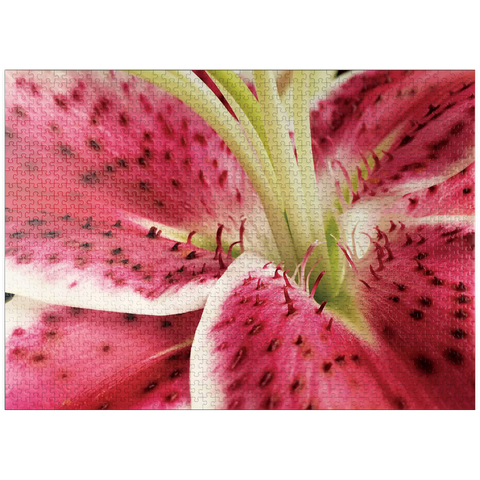 puzzleplate Flowers & Plants Photography: Lily In Bloom 1000 Jigsaw Puzzle