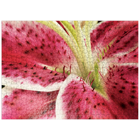 puzzleplate Flowers & Plants Photography: Lily In Bloom 500 Jigsaw Puzzle