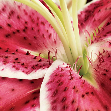 Flowers & Plants Photography: Lily In Bloom 500 Jigsaw Puzzle 3D Modell