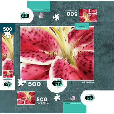 Flowers & Plants Photography: Lily In Bloom 500 Jigsaw Puzzle box 3D Modell