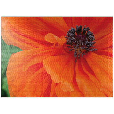 puzzleplate Flowers & Plants Photography: Poppy In Bloom 1000 Jigsaw Puzzle