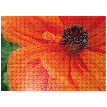 puzzleplate Flowers & Plants Photography: Poppy In Bloom 500 Jigsaw Puzzle