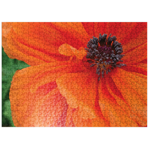 puzzleplate Flowers & Plants Photography: Poppy In Bloom 500 Jigsaw Puzzle