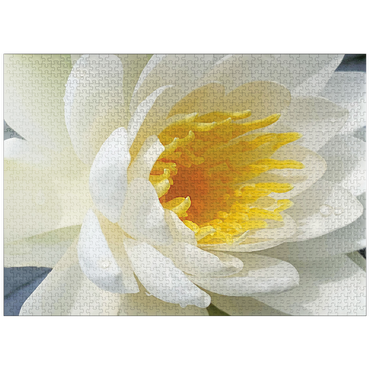 puzzleplate Flowers & Plants Photography: Waterlily Bloom 1000 Jigsaw Puzzle