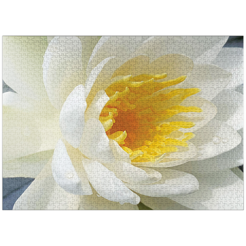 puzzleplate Flowers & Plants Photography: Waterlily Bloom 1000 Jigsaw Puzzle