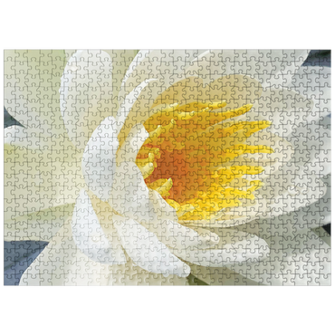 puzzleplate Flowers & Plants Photography: Waterlily Bloom 500 Jigsaw Puzzle