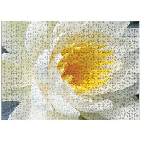 puzzleplate Flowers & Plants Photography: Waterlily Bloom 500 Jigsaw Puzzle