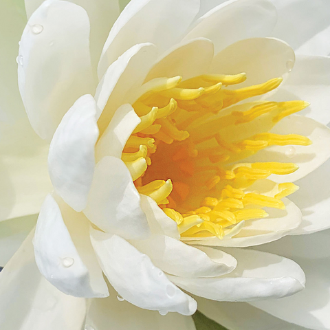 Flowers & Plants Photography: Waterlily Bloom 500 Jigsaw Puzzle 3D Modell