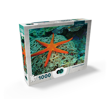 Sea Life Photography: Luminescent Ocean Starfish 1000 Jigsaw Puzzle box view2