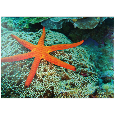 puzzleplate Sea Life Photography: Luminescent Ocean Starfish 1000 Jigsaw Puzzle