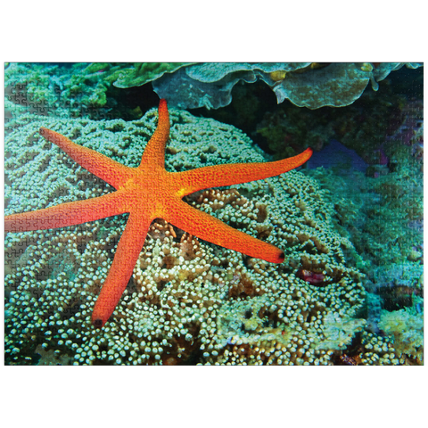 puzzleplate Sea Life Photography: Luminescent Ocean Starfish 1000 Jigsaw Puzzle