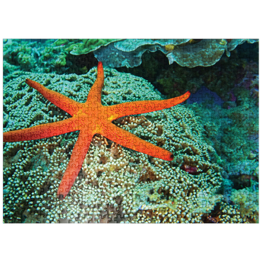 puzzleplate Sea Life Photography: Luminescent Ocean Starfish 500 Jigsaw Puzzle