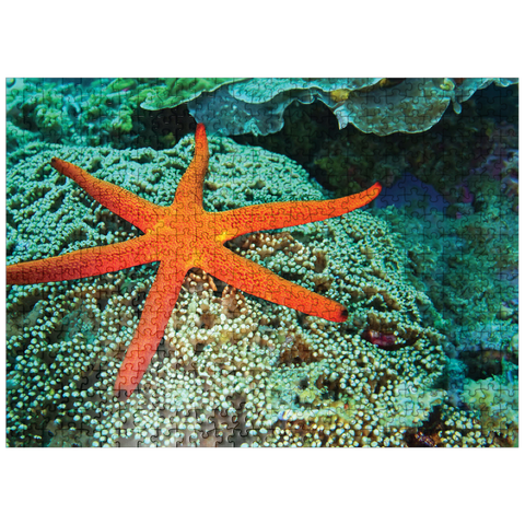 puzzleplate Sea Life Photography: Luminescent Ocean Starfish 500 Jigsaw Puzzle