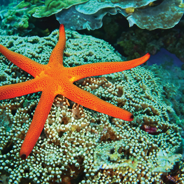 Sea Life Photography: Luminescent Ocean Starfish 500 Jigsaw Puzzle 3D Modell