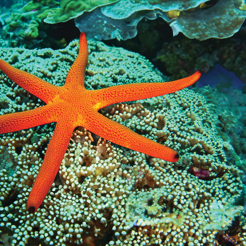 Sea Life Photography: Luminescent Ocean Starfish 500 Jigsaw Puzzle 3D Modell