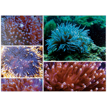 puzzleplate Sea Life Photography: Undersea Anemone Collage 1000 Jigsaw Puzzle