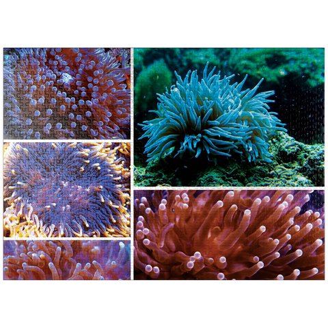 puzzleplate Sea Life Photography: Undersea Anemone Collage 1000 Jigsaw Puzzle