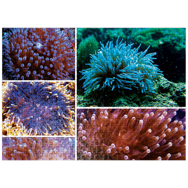 puzzleplate Sea Life Photography: Undersea Anemone Collage 500 Jigsaw Puzzle