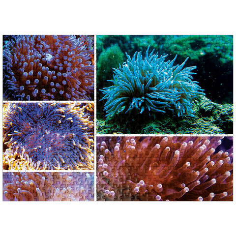 puzzleplate Sea Life Photography: Undersea Anemone Collage 500 Jigsaw Puzzle