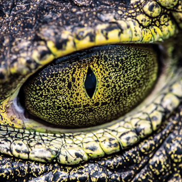 Macro Photography: Alligator Stare Reptile Eye 1000 Jigsaw Puzzle 3D Modell