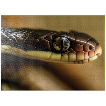 puzzleplate Macro Photography: Little Charmer Snake Reptile Eye 1000 Jigsaw Puzzle