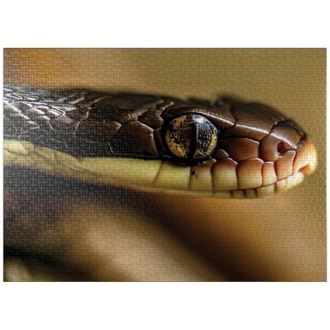 puzzleplate Macro Photography: Little Charmer Snake Reptile Eye 1000 Jigsaw Puzzle