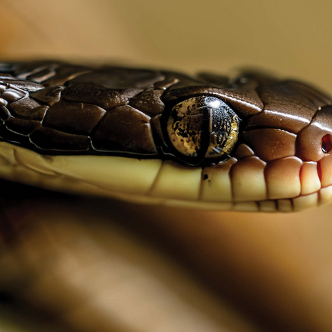 Macro Photography: Little Charmer Snake Reptile Eye 1000 Jigsaw Puzzle 3D Modell