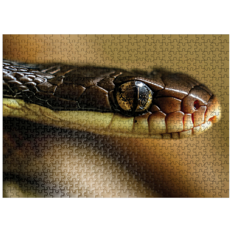 puzzleplate Macro Photography: Little Charmer Snake Reptile Eye 500 Jigsaw Puzzle