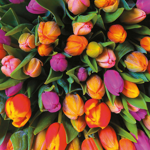 Piatnik: Tulips 1000 Jigsaw Puzzle 3D Modell