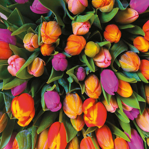 Piatnik: Tulips 100 Jigsaw Puzzle 3D Modell