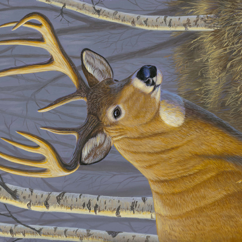 Majestic White-Tailed Deer in Birch Forest 500 Jigsaw Puzzle 3D Modell