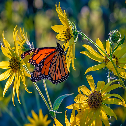 The Monarch and the Sunflower 100 Jigsaw Puzzle 3D Modell