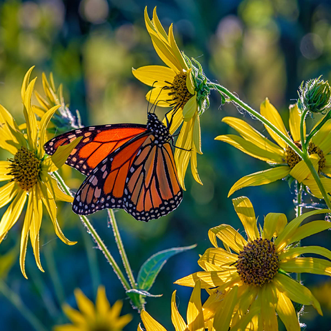 The Monarch and the Sunflower 500 Jigsaw Puzzle 3D Modell