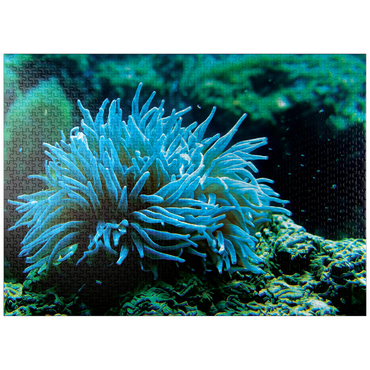 puzzleplate Sea Life Photography: Aqua Sea Anemone 1000 Jigsaw Puzzle