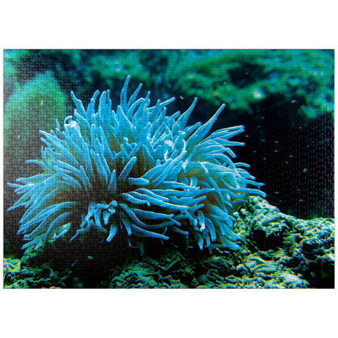 puzzleplate Sea Life Photography: Aqua Sea Anemone 1000 Jigsaw Puzzle