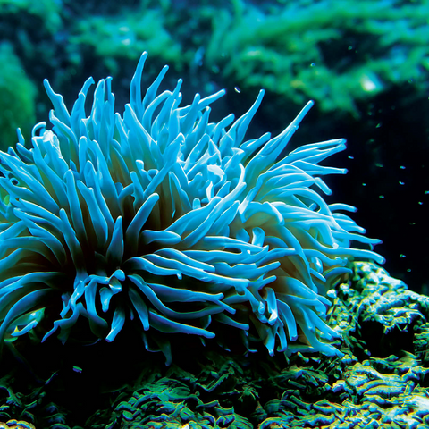 Sea Life Photography: Aqua Sea Anemone 1000 Jigsaw Puzzle 3D Modell