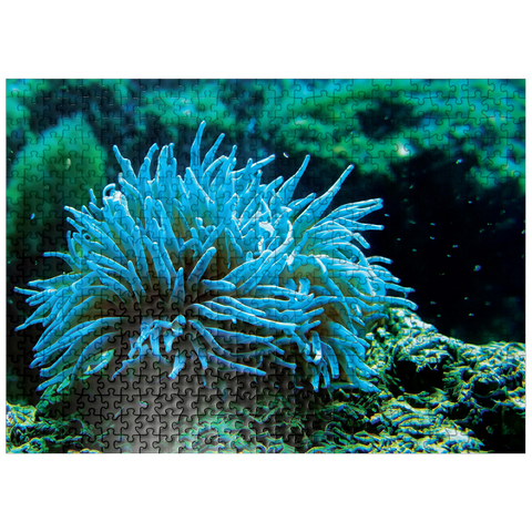 puzzleplate Sea Life Photography: Aqua Sea Anemone 500 Jigsaw Puzzle