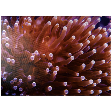 puzzleplate Sea Life Photography: Pink Sea Anemone 1000 Jigsaw Puzzle